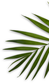 Healing Step reflexology